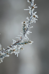 Single Frozen Juniper Branch