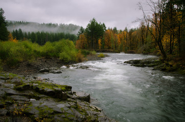 Wilson River Tillamook Forest - 284565409