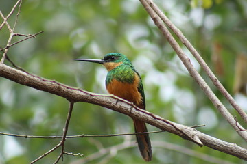 kingfisher on branch