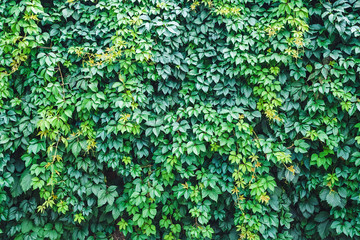 large wall of green ivy - plant background