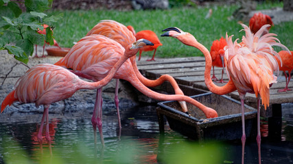 Flamand rose