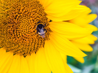 large striped bumblebee pollinates a yellow sunflower, outdoors, close-up