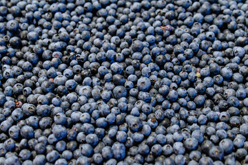 Large group fresh organic blueberries available for sale at a street food market, natural dark blue background with soft focus