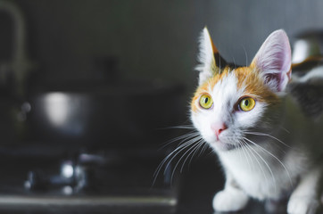 Home tricolor cat sitting on the kitchen surface.