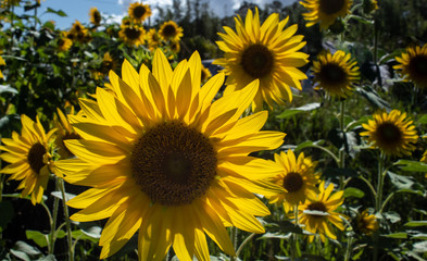 Obraz premium field of sunflowers