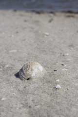 shell on the beach