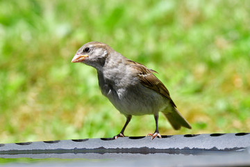 Junger Haussperling an der Vogeltränke