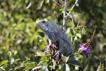Iguana in the tree