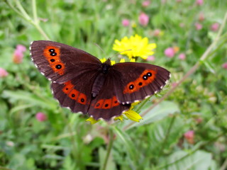 Obraz premium Papillon Moiré blanc-fascié, Arran brown (erebia ligea) posé dans une prairie.