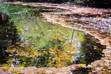 Autumn reflected