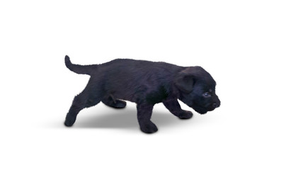 Black Labrador Retriever puppy in the studio