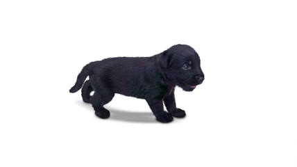 Black Labrador puppy standing on studio