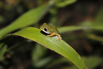 frog on leaf