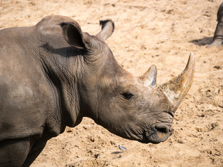 Fototapeta premium Rhinocéros