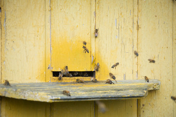 Hives of bees in the apiary