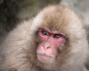 Obraz premium Japanese Macaque monkey with facial expression in the Jigokudani (means Hell Valley) snow monkey park in Nagano Japan