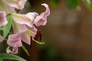 Lily flower after rain. Stamens closeup with brown pollen. Blurred background