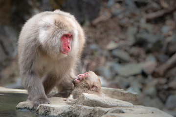 Baby snow monkey looking at mother monkey by the hot spring in the snow monkey park Nagano