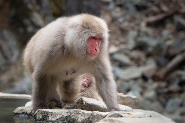 Baby snow monkey looking at mother monkey by the hot spring in the snow monkey park Nagano