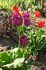 Brilliantly Colorful Spring Tulips