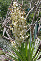 Blooming Yucca Plant With White Flowers