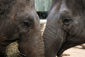 Fototapeta premium Eléphants