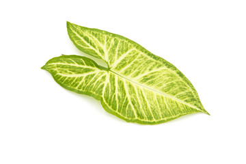 a piece of fresh tender leaves with beautiful patterns on a white background