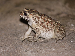 Indian Frog (Luni Benga)