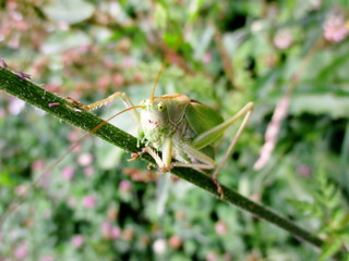 Gros plan d'une sauterelle cymbalière sur une tige végétale, dans une prairie floutée en arrière plan