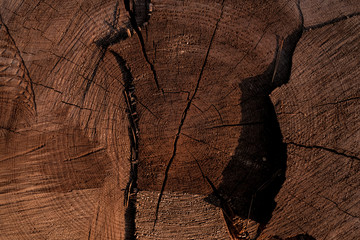 Wood texture. Tree stump background. Pattern of tree stump background. 