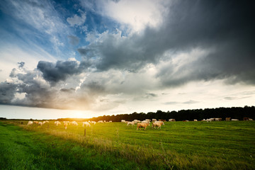 Cows on the pasture, storm clouds in the sky © Creaturart