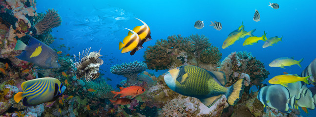 Obraz na płótnie Canvas Coral and fish