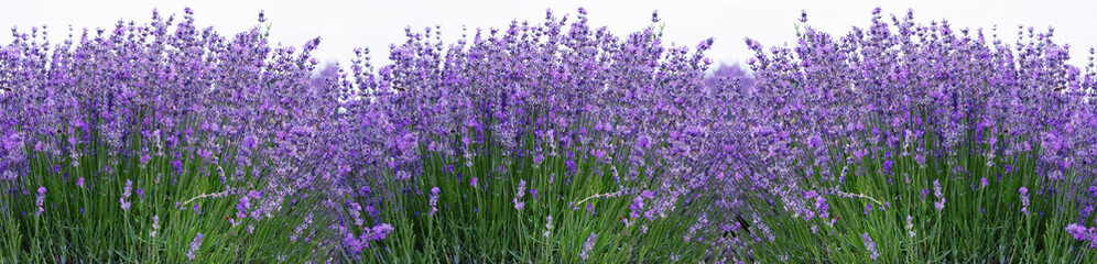 Lavender blue, turquoise flowers in field. Horizontal long posters, greeting cards, web site, banner, invitation Floral background for design web site, blogs, etc