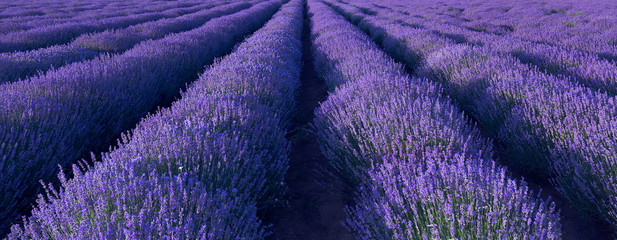 Fototapeta na wymiar Lavender field sunset and lines