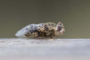 Oestrus ovis the sheep bot fly is a fly that deposits its larvae in the nose of mammals like goats and sheep and can cause serious damage