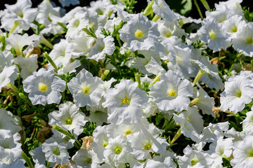 White Petunia axillaris flowers in a sunny spring garden, fresh natural and floral background