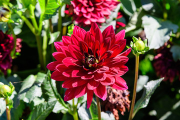 Red dahlia flower and small blossom in a garden in a sunny summer day, close up with soft focus