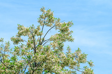 White flowers of Robinia pseudoacacia commonly known as black locust, and green leaves in a summer garden