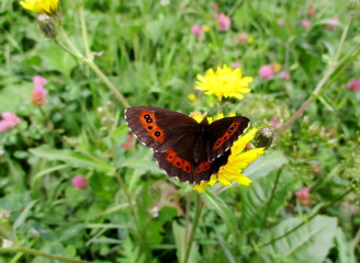 Papillon Moiré blanc-fascié, Arran brown (erebia ligea) posé dans une prairie