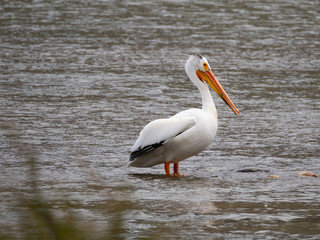 Fototapeta na wymiar Close Up of a Solitary American White Pelican Standing in Water