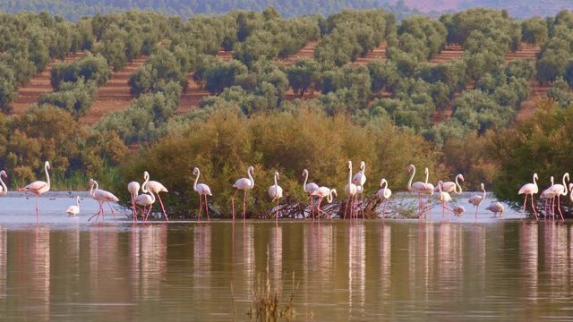 Flamingos in a salty lagoon of southern Europe. Beautiful scene of a flock of pink flamingos resting beside a big shrub (Tamarix africana), in front of hills with olive groves. Shiny reflections