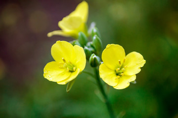 Obraz na płótnie Canvas Yellow arugula flowers in the summer garden.