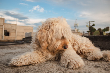 Un perro tirado en el techo de una casa 