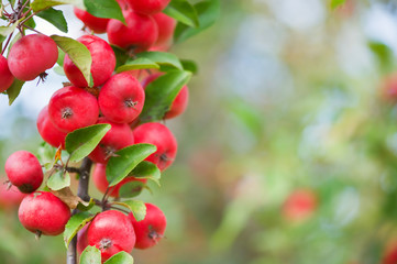 Red Crab Apples (Malus sp.) Selective focus and shallow DOF.