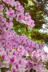Azaleas in Rows