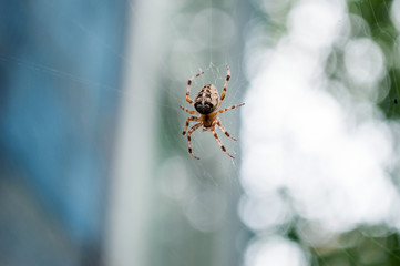 A spider on a web in the garden.