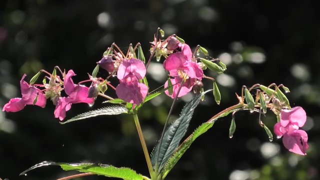 fiore canti suoni del biotopo
