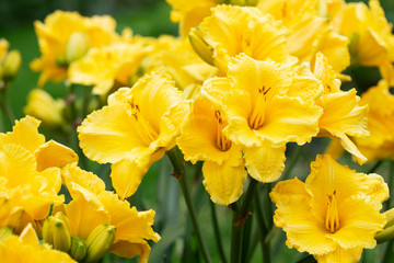 Beautiful yellow daylily flowers