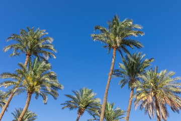 Obraz na płótnie Canvas tall palm trees in Jordan