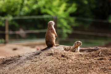 two sitting natural marmots looking in opposite directions. Curious european suslik posing to photographer. little sousliks observing